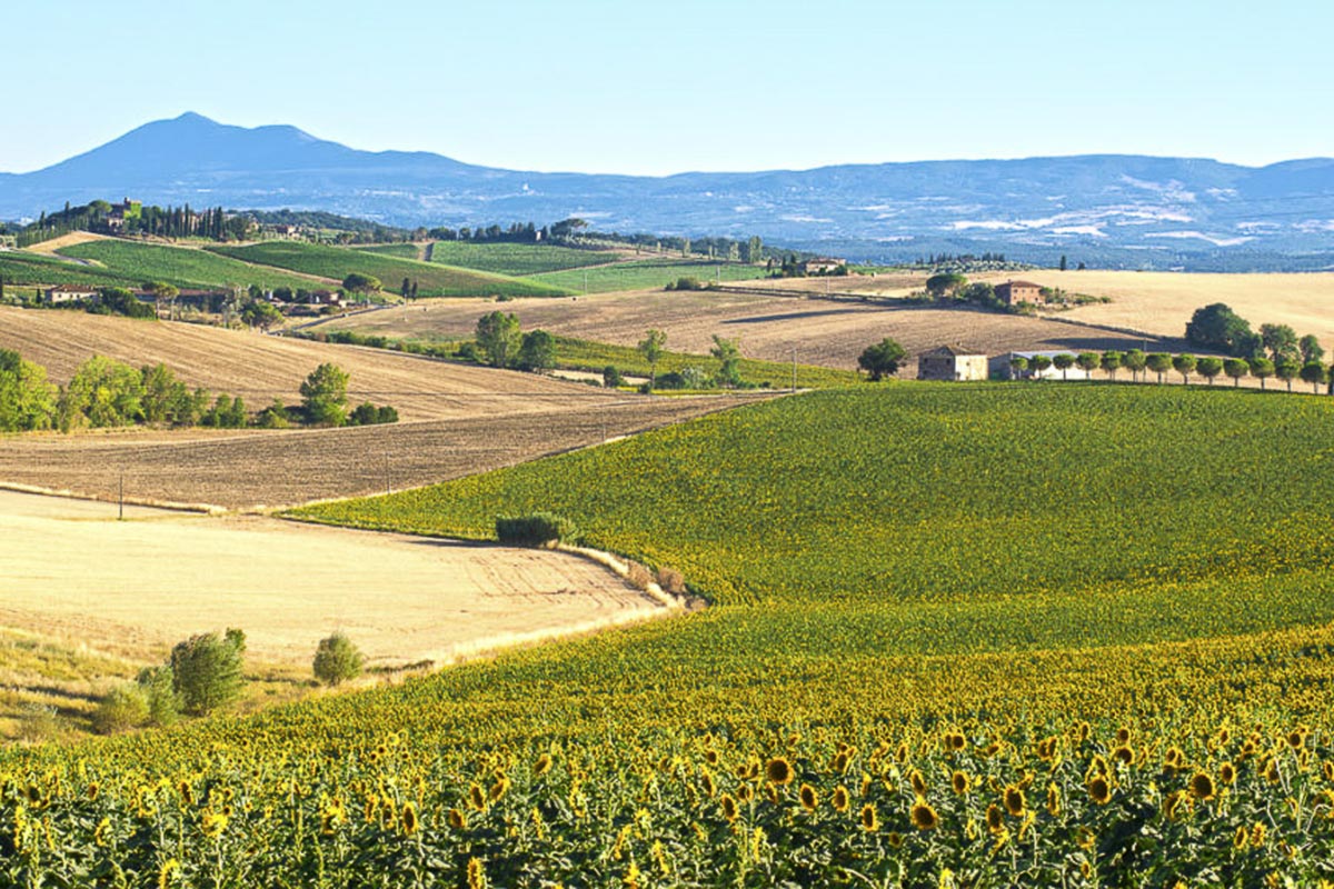 Il paesaggio tra Sinalunga e Valiano