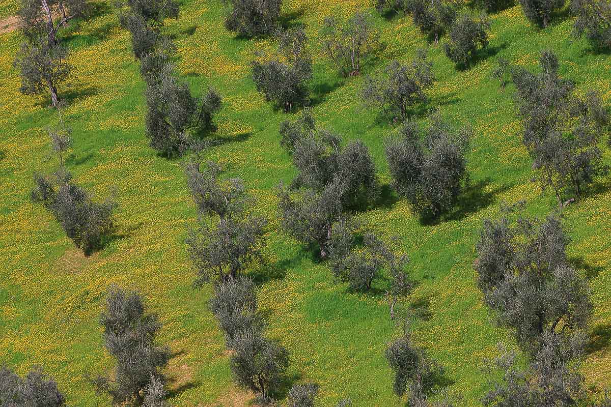 Il paesaggio dell’ulivo